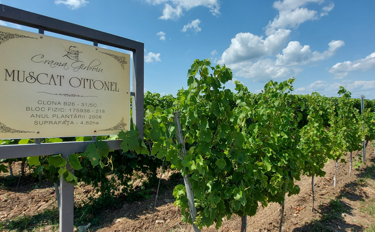 Vineyard Dealu Mare